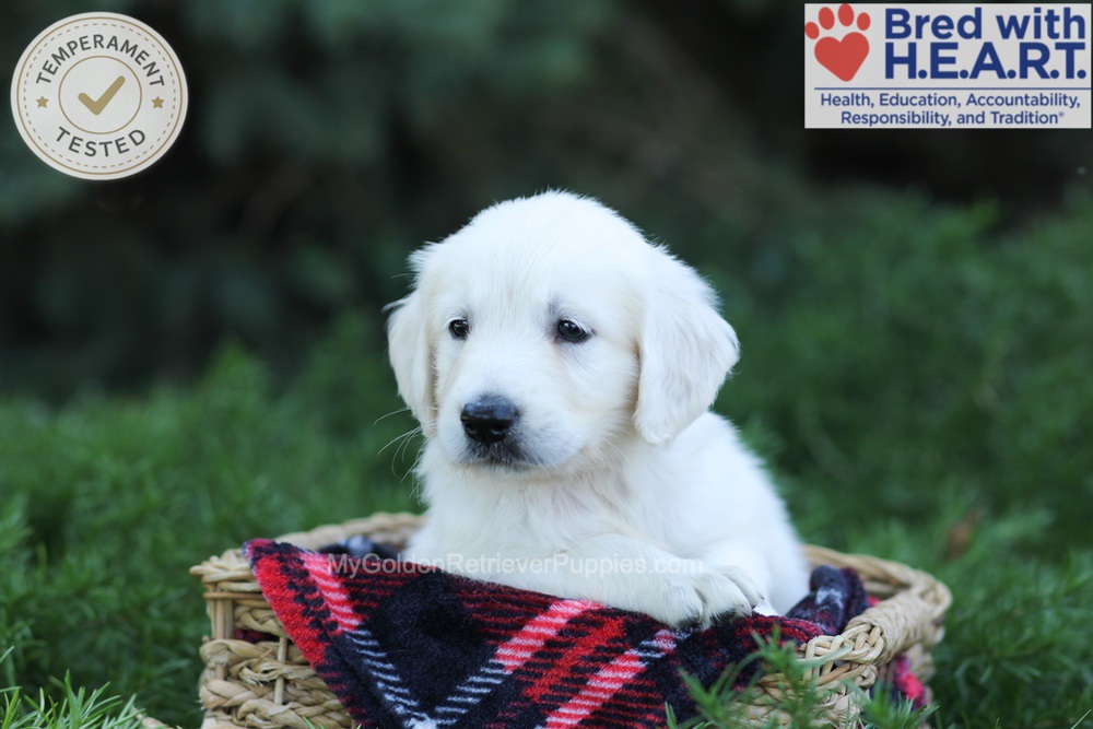 Earnest Image of Earnest, a Golden Retriever puppy