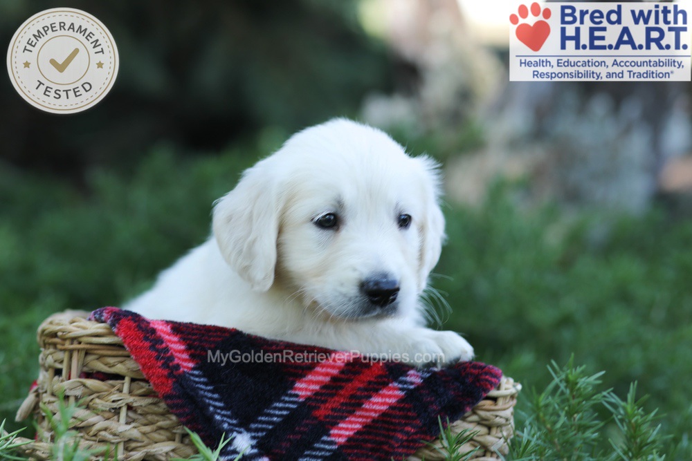Earnest Image of Earnest, a Golden Retriever puppy