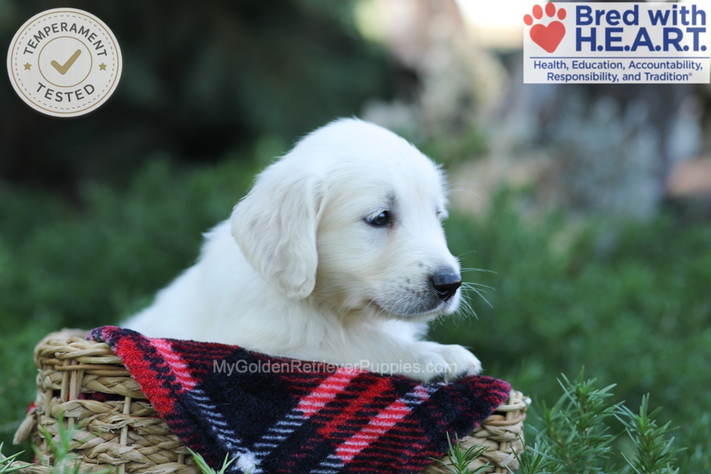 Earnest Image of Earnest, a Golden Retriever puppy
