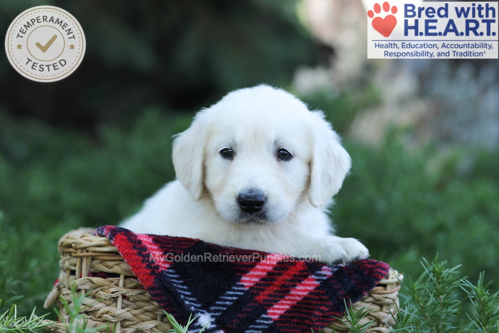 Earnest Image of Earnest, a Golden Retriever puppy