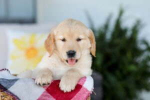 Felicity Image of Felicity, a Golden Retriever puppy