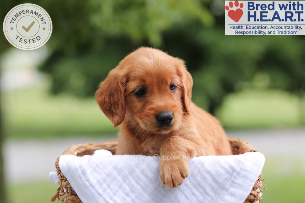 Fern Image of Fern, a Golden Retriever puppy