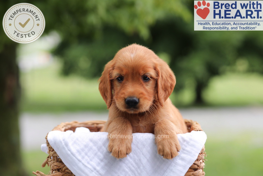 Fern Image of Fern, a Golden Retriever puppy