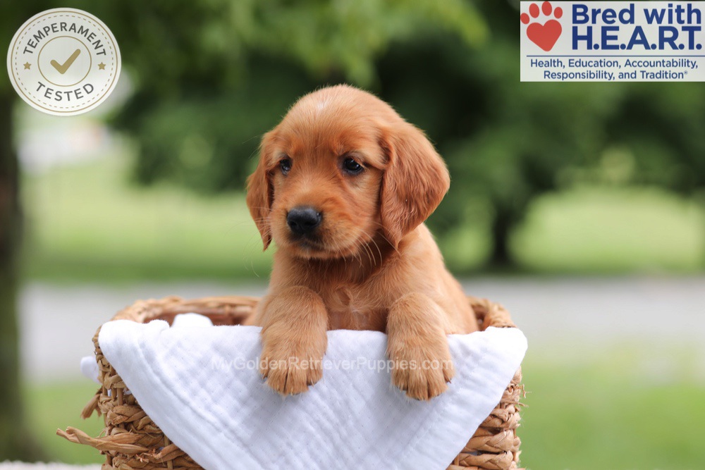 Fern Image of Fern, a Golden Retriever puppy
