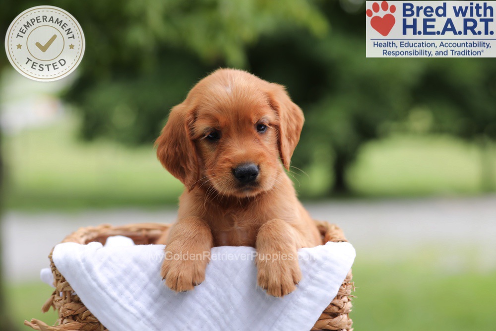 Fern Image of Fern, a Golden Retriever puppy