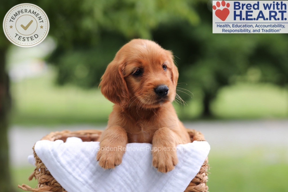 Fern Image of Fern, a Golden Retriever puppy