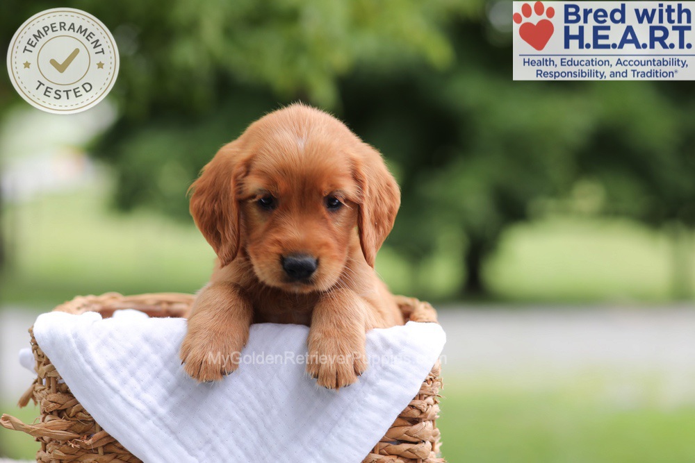 Fern Image of Fern, a Golden Retriever puppy