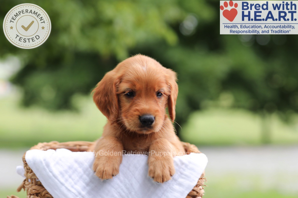 Fern Image of Fern, a Golden Retriever puppy