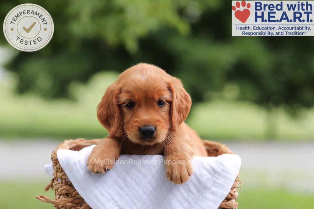Fern Image of Fern, a Golden Retriever puppy