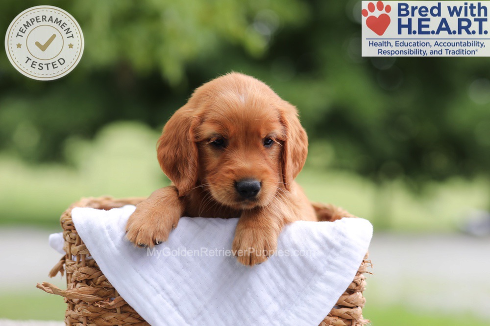 Fern Image of Fern, a Golden Retriever puppy