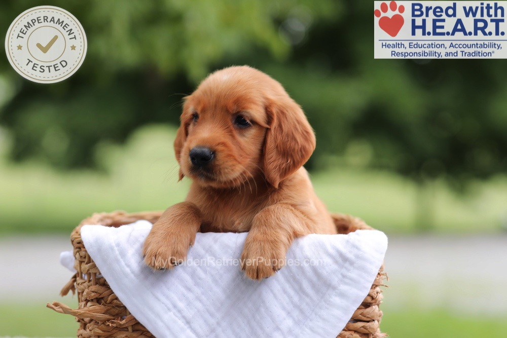 Fern Image of Fern, a Golden Retriever puppy
