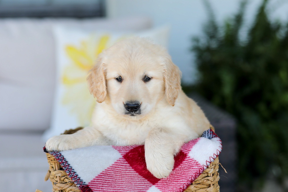 Fido Image of Fido, a Golden Retriever puppy