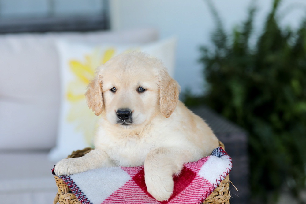 Fido Image of Fido, a Golden Retriever puppy