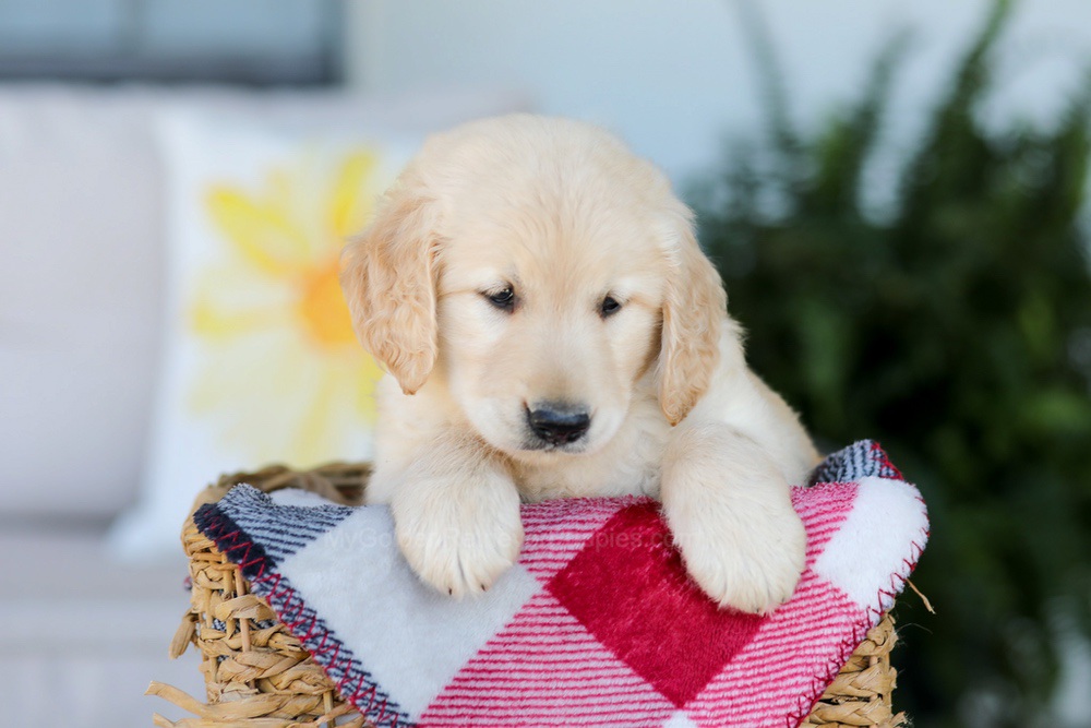 Fido Image of Fido, a Golden Retriever puppy