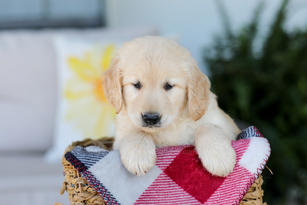 Fido Image of Fido, a Golden Retriever puppy