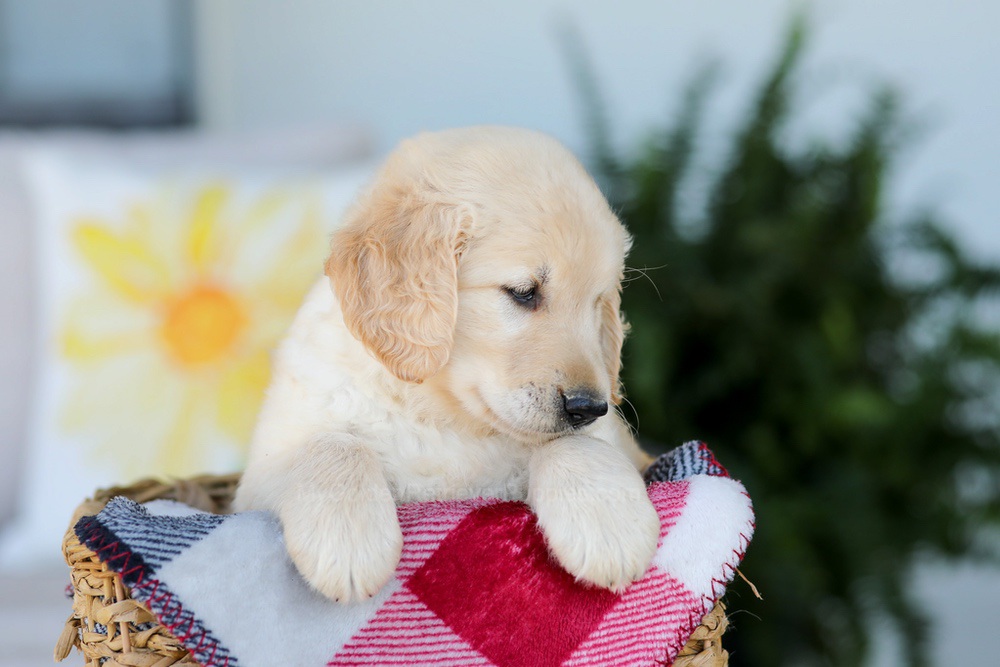 Fido Image of Fido, a Golden Retriever puppy