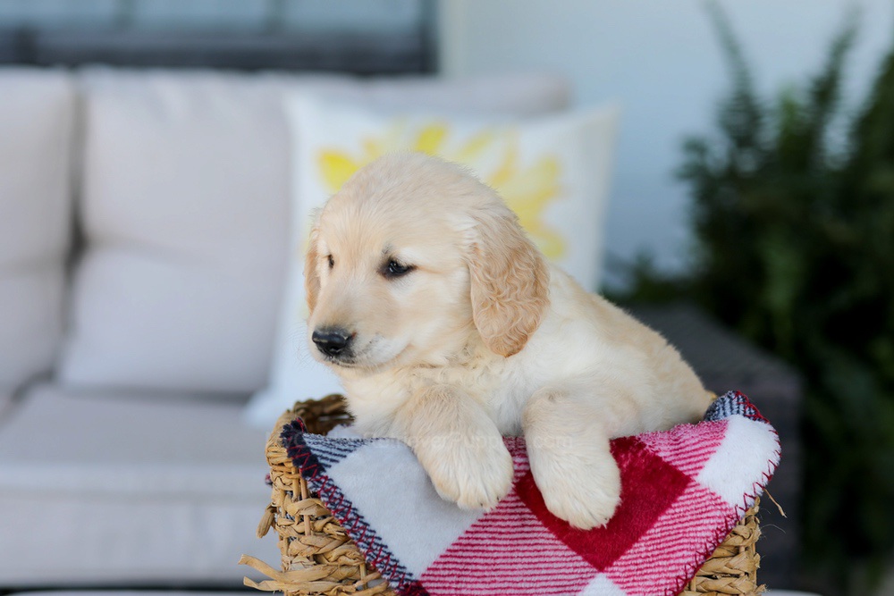 Fido Image of Fido, a Golden Retriever puppy