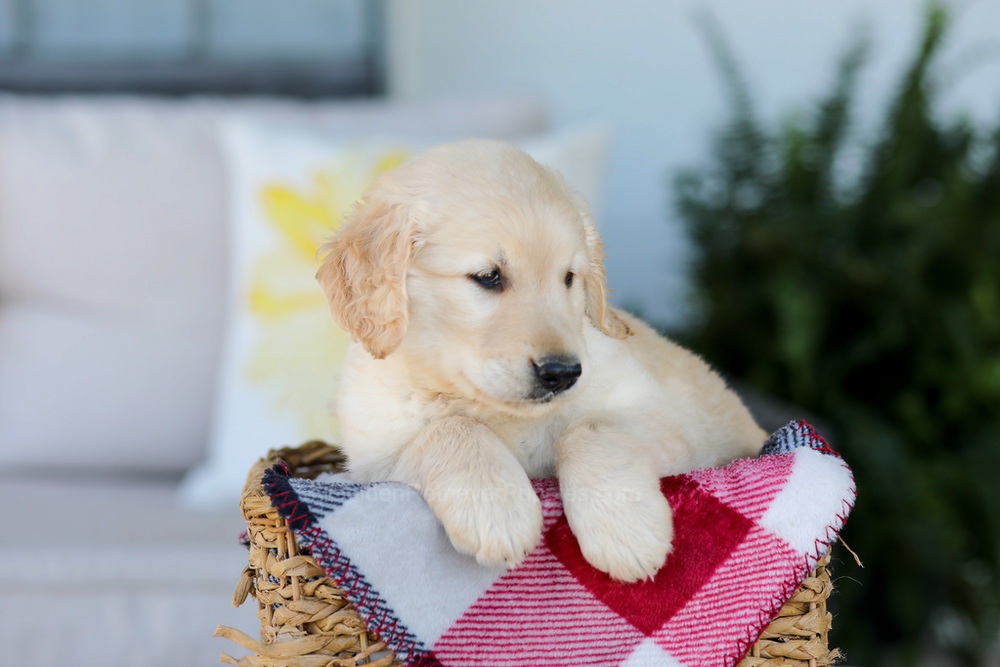 Fido Image of Fido, a Golden Retriever puppy