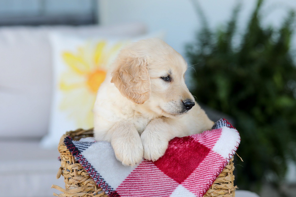 Fido Image of Fido, a Golden Retriever puppy