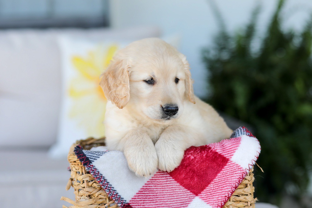 Fido Image of Fido, a Golden Retriever puppy