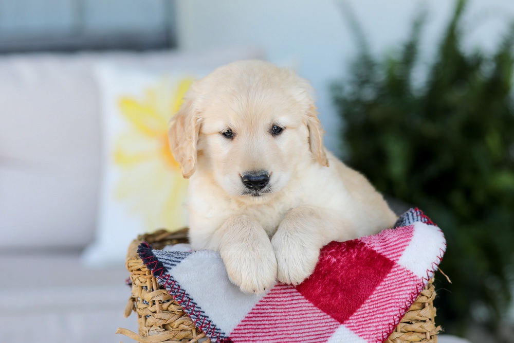 Fido Image of Fido, a Golden Retriever puppy