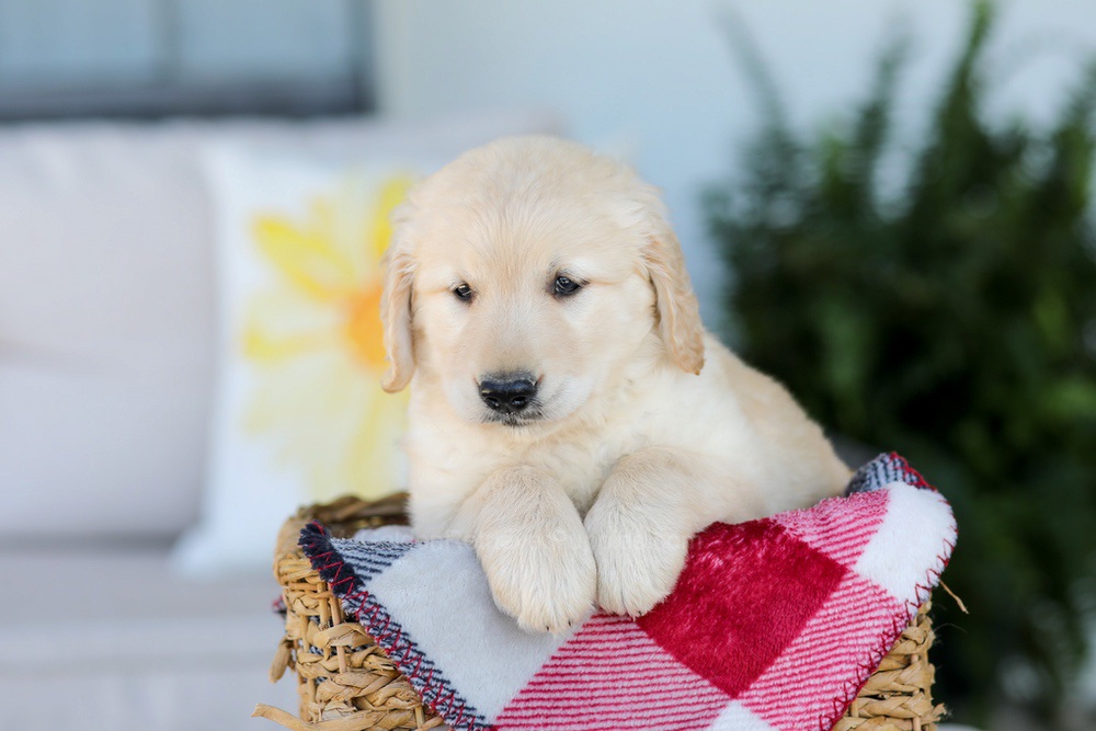 Fido Image of Fido, a Golden Retriever puppy