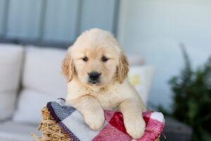 Fiona Image of Fiona, a Golden Retriever puppy