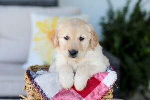Forest Image of Forest, a Golden Retriever puppy