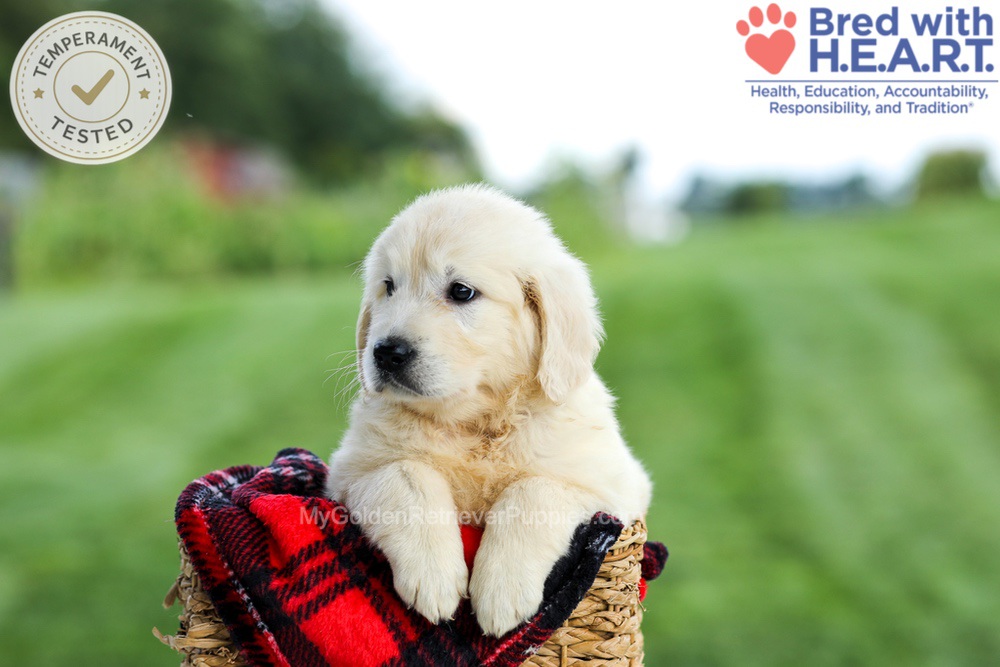 Grace Image of Grace, a Golden Retriever puppy