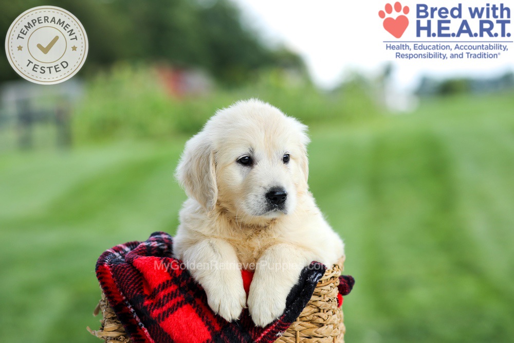 Grace Image of Grace, a Golden Retriever puppy