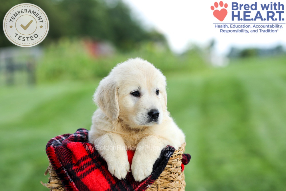 Grace Image of Grace, a Golden Retriever puppy