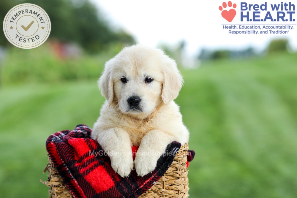 Grace Image of Grace, a Golden Retriever puppy