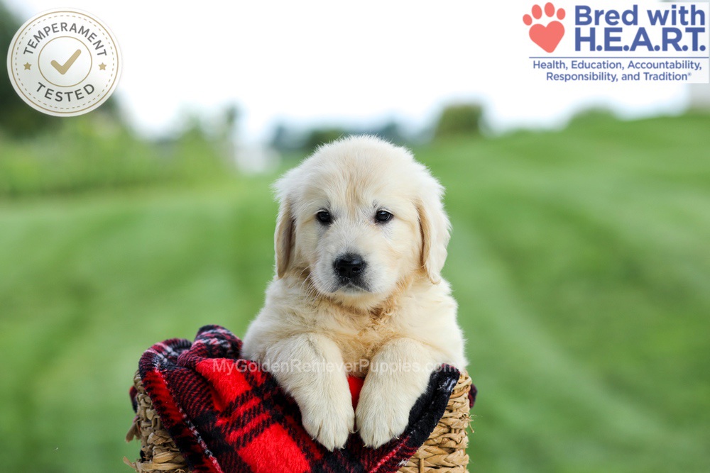Grace Image of Grace, a Golden Retriever puppy