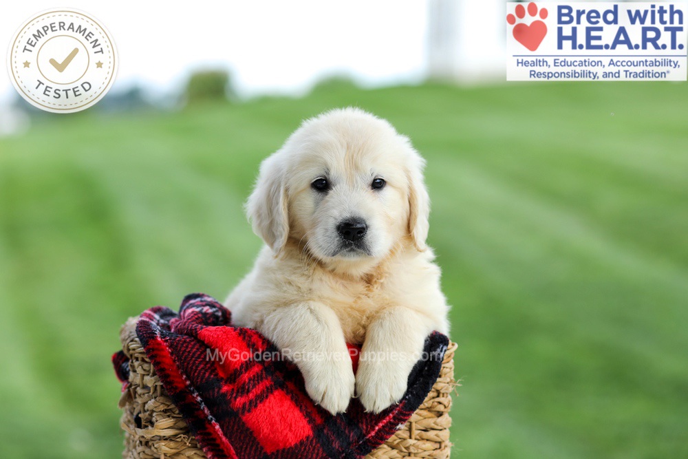 Grace Image of Grace, a Golden Retriever puppy