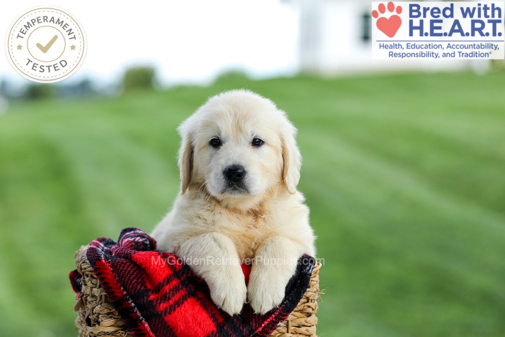 Grace Image of Grace, a Golden Retriever puppy