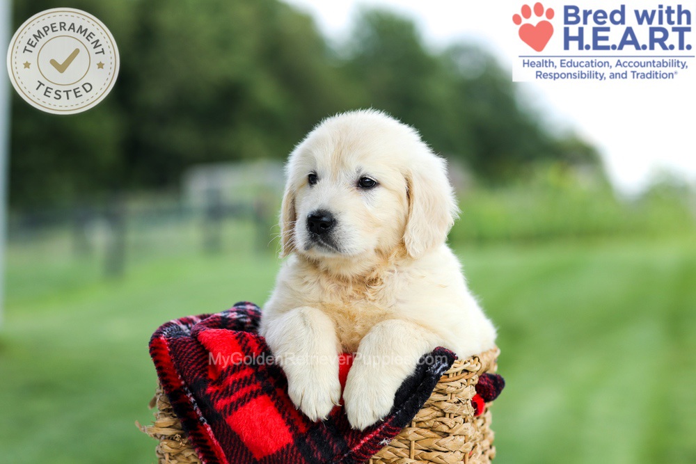 Grace Image of Grace, a Golden Retriever puppy