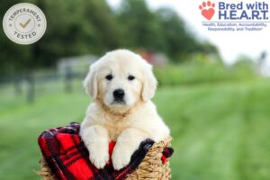 Image of Grace, a Golden Retriever puppy