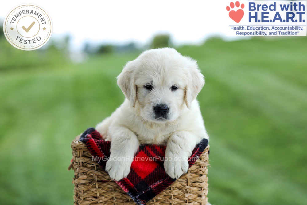 Grady Image of Grady, a Golden Retriever puppy