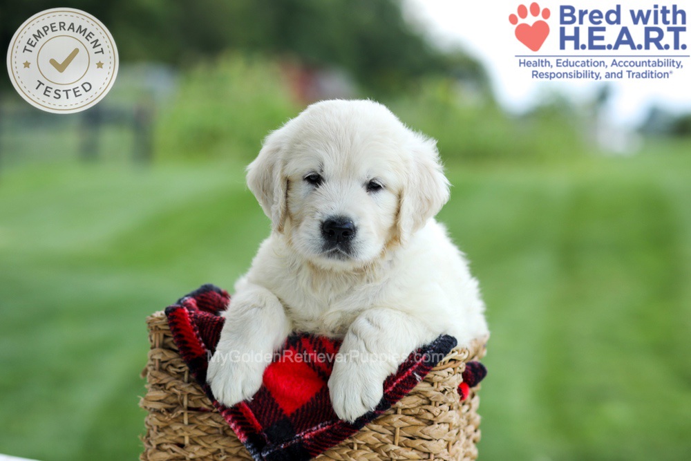 Grady Image of Grady, a Golden Retriever puppy