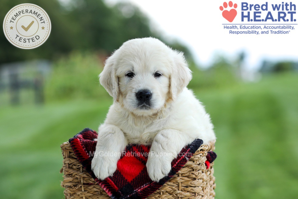 Grady Image of Grady, a Golden Retriever puppy