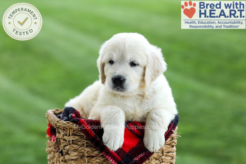 Grady Image of Grady, a Golden Retriever puppy