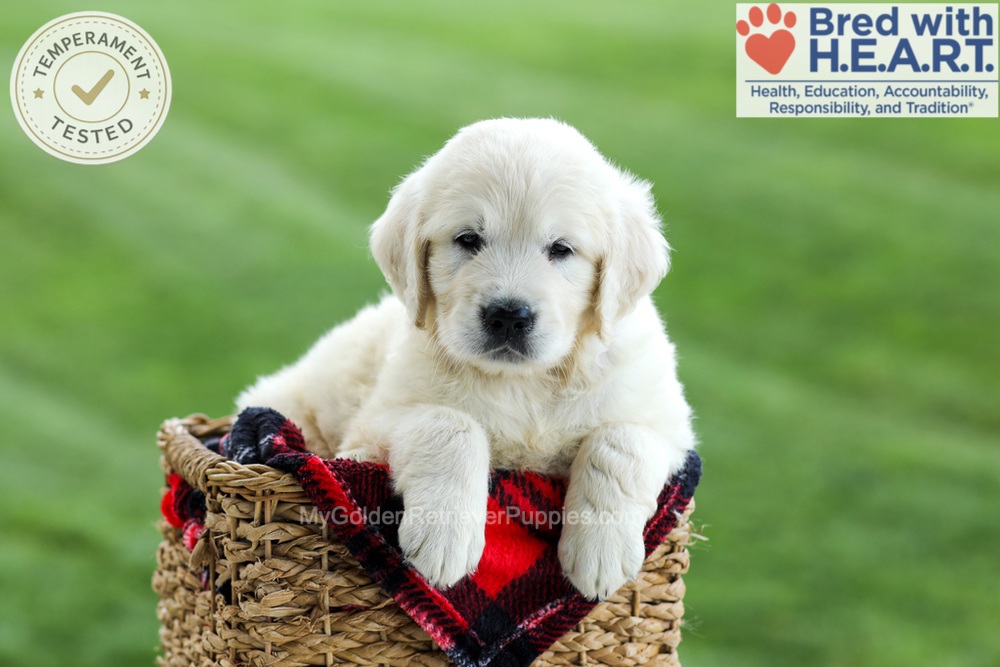 Grady Image of Grady, a Golden Retriever puppy