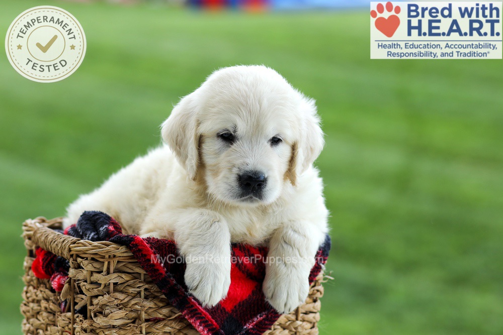 Grady Image of Grady, a Golden Retriever puppy