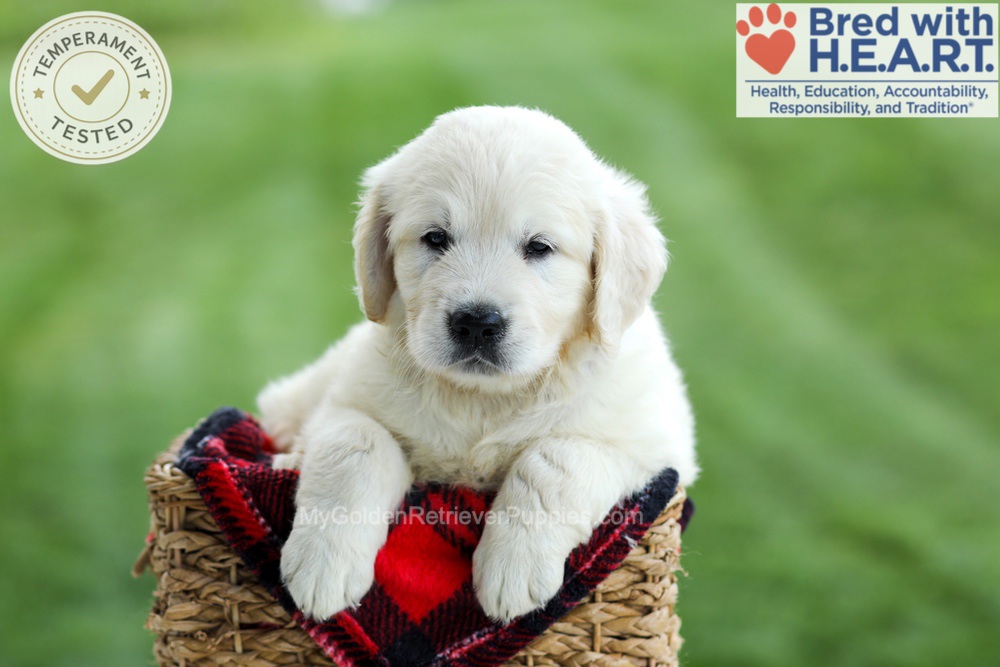 Grady Image of Grady, a Golden Retriever puppy