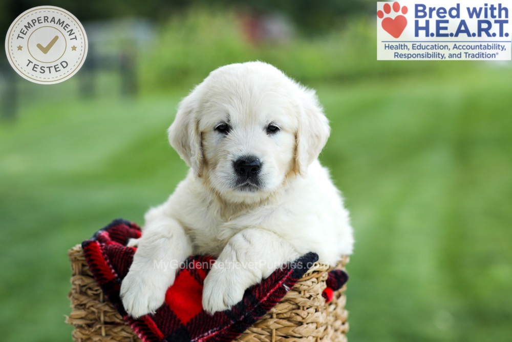 Grady Image of Grady, a Golden Retriever puppy