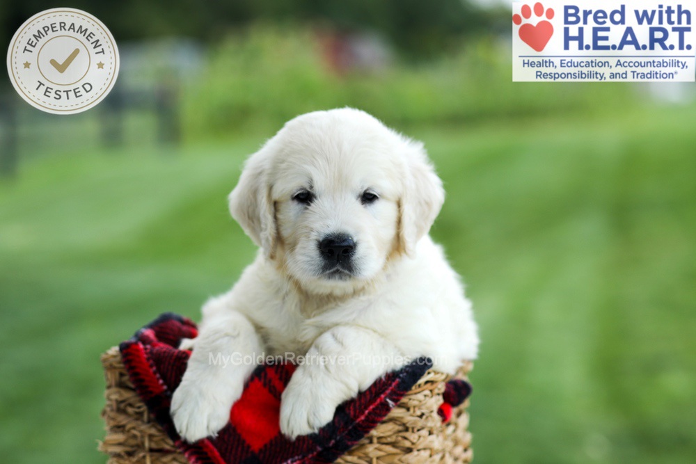 Grady Image of Grady, a Golden Retriever puppy