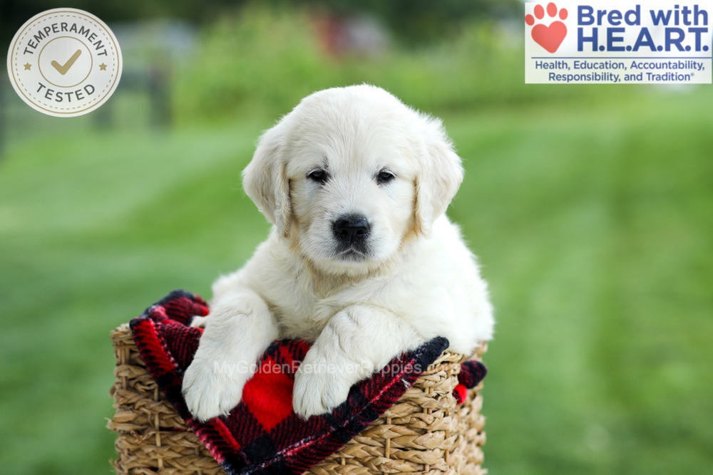 Grady Image of Grady, a Golden Retriever puppy