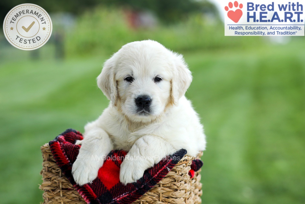 Grady Image of Grady, a Golden Retriever puppy