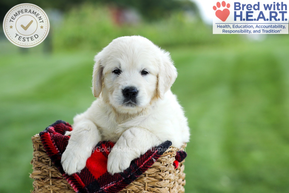 Grady Image of Grady, a Golden Retriever puppy