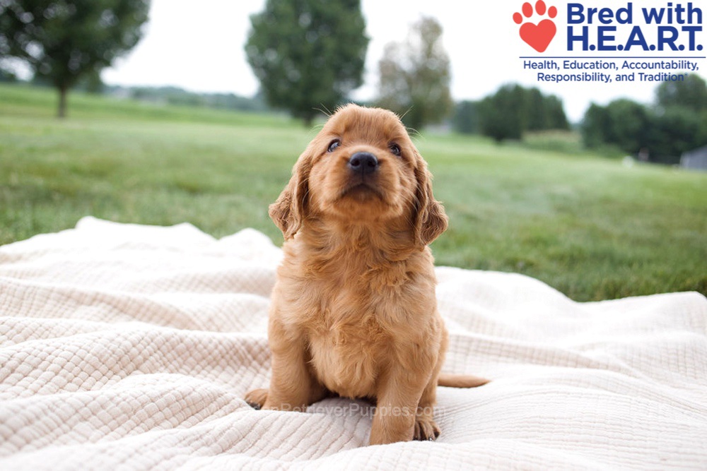 Hannah Image of Hannah, a Golden Retriever puppy